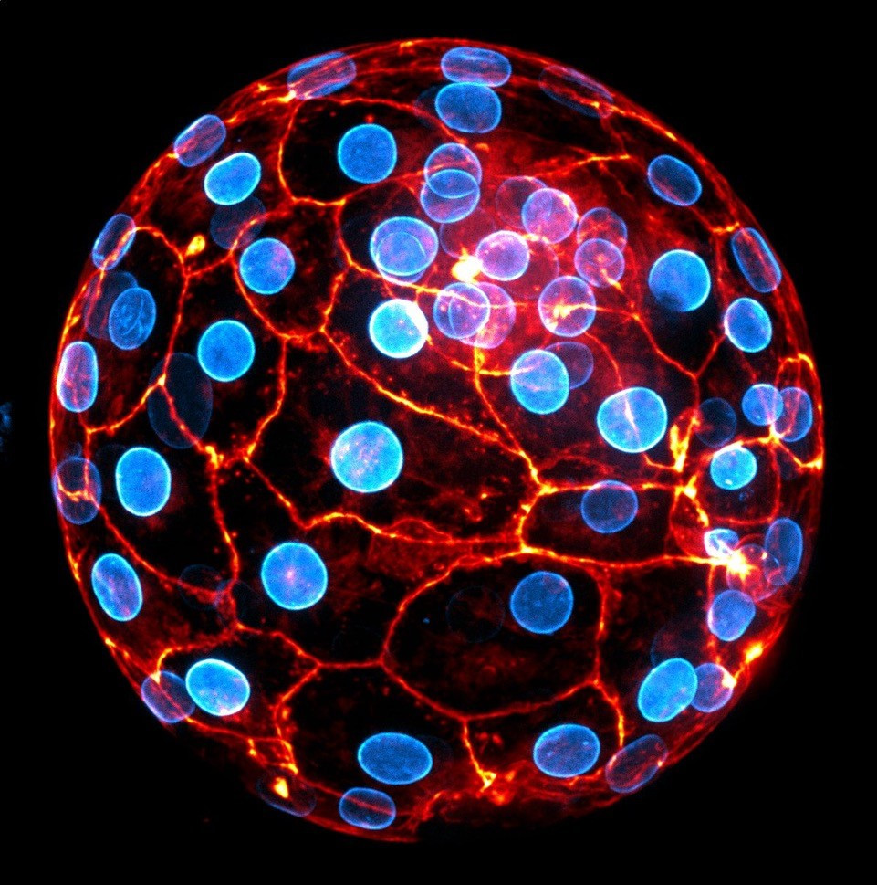 Human embryo at the blastocyst stage ready to implant. The nuclear envelope of the cells appears in blue and the actin cytoskeleton in orange. © Julie Firmin et Jean-Léon Maître