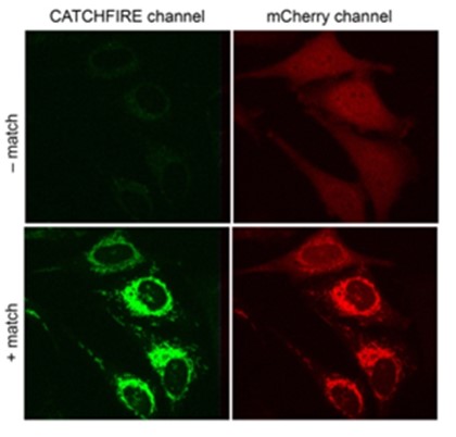CATCHFIRE en action dans des cellules mammifères co-exprimant la protéine de la membrane externe des mitochondries Tom20 fusionnée à FIREmate et la protéine fluorescente rouge mCherry fusionnée à FIREtag. L’addition de « match » induit l’interaction des deux protéines (visible grâce à l’activation de sa fluorescence verte) conduisant au recrutement de mCherry à la surface des mitochondries. 